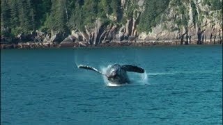 Kenai Fjords National Park  Alaska [upl. by Maghutte]