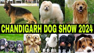 Chandigarh Dog Show 2024  Parade Ground  Sector 17 Chandigarh  Full Info [upl. by Nywroc468]