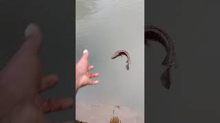 fishing cherumeen varalshorts viralvideo fish snakeheadfish kerala india [upl. by Annairba]