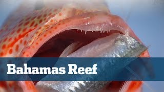 Blasting Bahamas Bottom Fish  Florida Sport Fishing TV  Reef Fishing amp Deep Dropping [upl. by Rozalie]