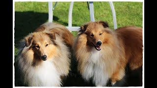 VDH Shelties vom Ponyhügel Erfolge bei der SRA Gummersbach 1 und 2 [upl. by Ahsiakal]