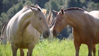 Yeguada Paco Marti La capa en el Caballo de Pura Raza Española [upl. by Akiwak]