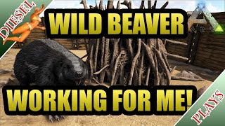 ARK HAPPENED  WILD BEAVERS DO THE WORK [upl. by Enyrhtak]