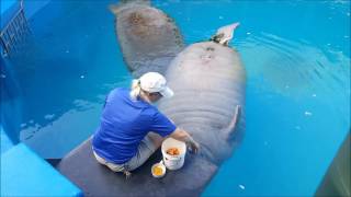 Manatee Feeding Time [upl. by Anauq962]