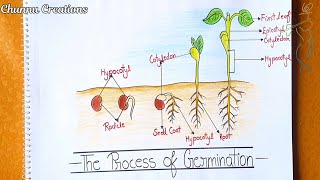 Draw the process of germination of seeds how to draw seed germination step by step easy [upl. by Trista]