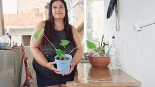 Como Plantar Antúrio Simples E Facil diy garden naturalgardening plants [upl. by Huoh]