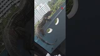 Monitor lizard crawls into Punggol residents home on 11th floor [upl. by Alleul252]