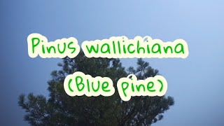 Pinus wallichiana Himalayan pineBlue pine Bhutan pine [upl. by Aicirtal]