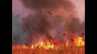 Birds of prey spread fires deliberately [upl. by Crofton520]