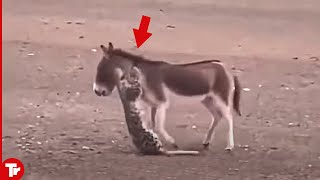 Look What Happened When This Leopard Attacked Donkey [upl. by Field]