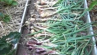 Onion Harvest  Red Onions from Seed [upl. by Anihc698]