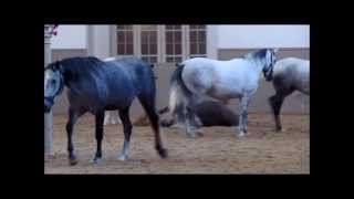 Lipizzaner Foals at Spanish Riding School Spanische Hofreitschule [upl. by Essex]