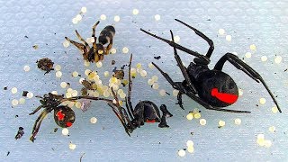 Redback Spiders Sunday Non Chemical BBQ Pest Control In Australia [upl. by Dafodil825]