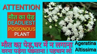 Deadliest amp Poisonous Plant Ageratina Altissimaमौत का पौधा [upl. by Damalas]