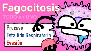 Fagocitosis  Compilación Definitiva  TODO en UNO [upl. by Yetac]