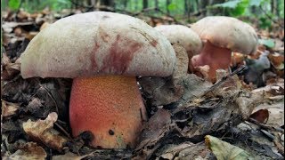 2962017 H Le Galové Boletus legaliae H přívěskatý Boletus appendiculatus [upl. by Meirrak]