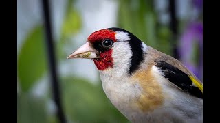 SteglitsEuropean Goldfinch [upl. by Adekram830]