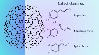 Las catecolaminas Dopamina Noradrenalina norepinefrina y adrenalina epinefrina [upl. by Mitran655]