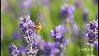 Lavender Garden at Chatfield Farms [upl. by Atiras]