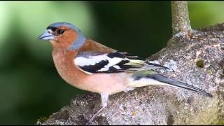 Nature Sounds  Chaffinch Singing In The Forest [upl. by Guibert]