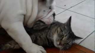 English Bulldog puppy and Cat Playing HD [upl. by Hagerman509]