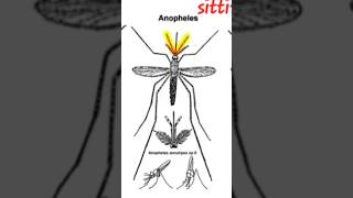 How to identify mosquitoculexanaphelesAdes sitting posturelarva [upl. by Valenba555]