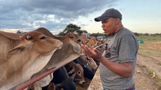 Feedlot infrastructure design feed and water troughs [upl. by Yelrahc737]