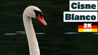 CISNE BLANCO o Cisne vulgar 🦢  Aves silvestres de Alemania [upl. by Lainey409]