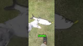 Tarpon in golf course pond shorts fishing tarpon [upl. by Kerrison]