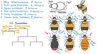 Dichotomous Keys Explained [upl. by Marchelle]