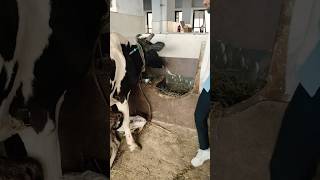 Injection in cow 💉 veterinary cow doctor [upl. by Pomcroy]