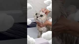 How to bathe a cat 🛁cat catholic catlover [upl. by Hajar432]