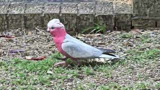 One galah recording another [upl. by Cartie]