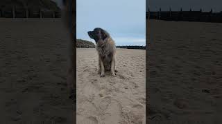 A LEONBERGER LOVES TO TALK leonberger dog funny beach [upl. by Analram]