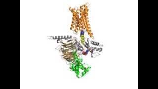 Model of interaction of activated Rhodopsin and heterotrimeric Gi protein [upl. by Attiuqal]