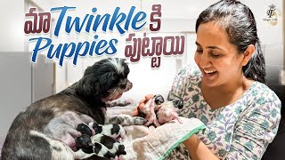 Our Pet Dog Delivery Home  emotional Dog Birth Vlog  Maa Twinkle Ki Puppies Puttayi [upl. by Eadas691]