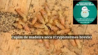 Cupim de Madeira Seca Cryptotermes brevis [upl. by Ynohtnael]