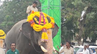 ಇಂದು ಮರದ ಅಂಭಾರಿ ಪ್ರಶಾಂತ ಆನೆ elephant abhimanyu 06102024 [upl. by Ztirf]