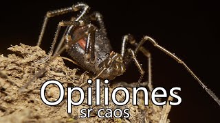 Algunos datos sobre Opiliones arañas cangrejo [upl. by Berk]