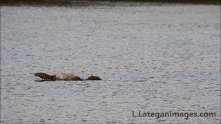 Huge catfish narrowly escapes a Bull Shark attack [upl. by Lauritz]