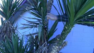 How to Trim a Spanish Dagger Tree [upl. by Esinehc]