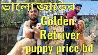 Golden retriever dogGolden retriever puppiesPrice of Golden retrieverDog farm in Bangladesh [upl. by Oinotnaocram]