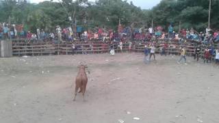 Corralejas en paraiso magdalena 2017 [upl. by Llovera956]