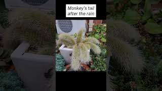 Monkeys tail cactus [upl. by Udela802]