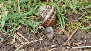 Snail in the grass [upl. by Abernathy]