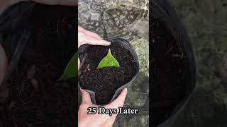 Growing anthurium from leaves for those who dont know [upl. by Robbins]