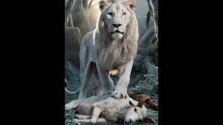 White lion vs White Animals Battle Bear Tiger Wolf [upl. by Hannej744]