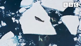 Incredible Orca Hunt  Frozen Planet II  BBC Earth [upl. by Natsyrt]