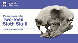 TwoToed Sloth Skull  Dental Comparative Anatomy  animation by Medical Art graduate Eunjung Park [upl. by Nnaycart]