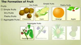 Development of Embryo and Formation of Fruit [upl. by Atteoj]